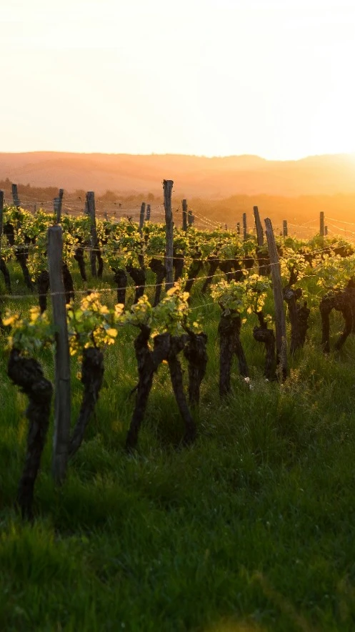 Vinhedos da Serra Gaúcha ao entardecer, com colinas ao fundo